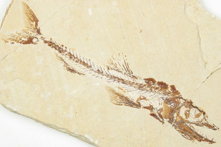 6" Cretaceous Predatory Fish (Eurypholis) Fossil - Hakel, Lebanon